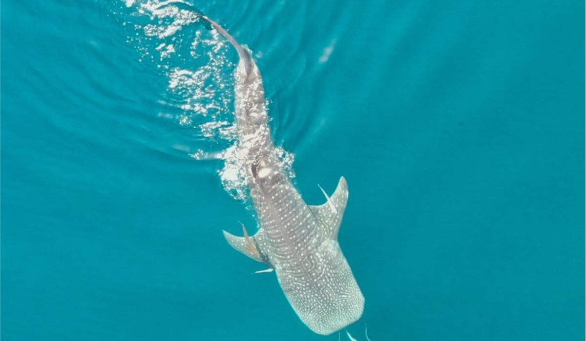 Whale Shark